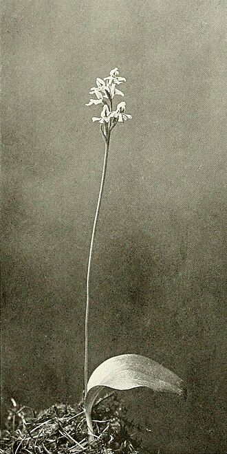 Roundleaf Orchid