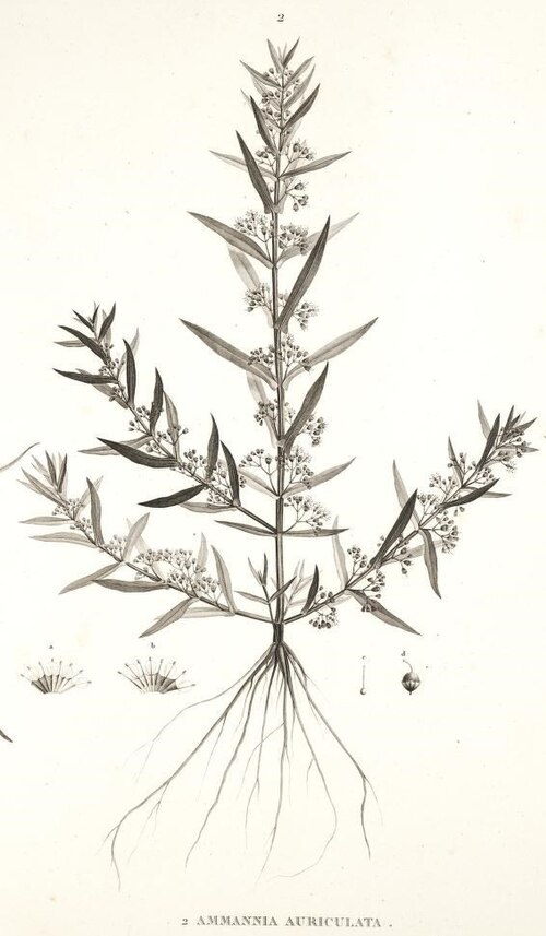 Eared Redstem