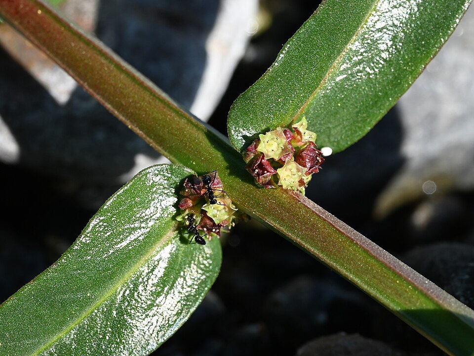 Monarch Redstem