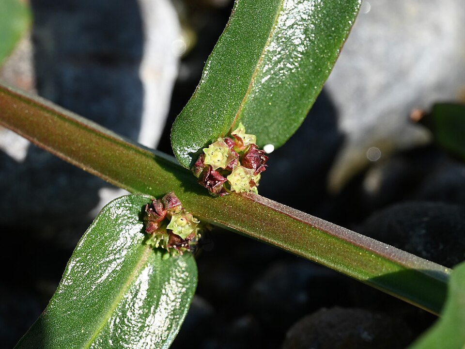Monarch Redstem
