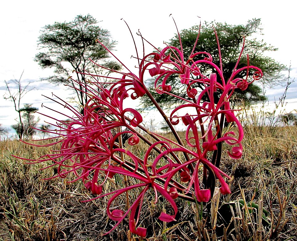 Ammocharis