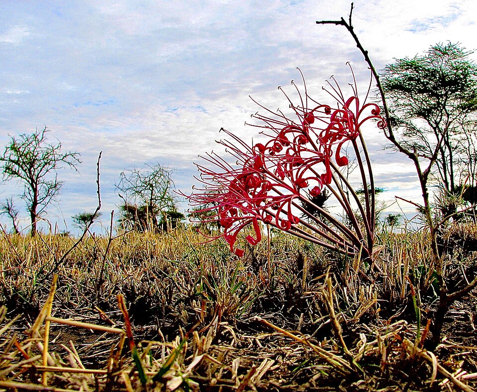 Ammocharis