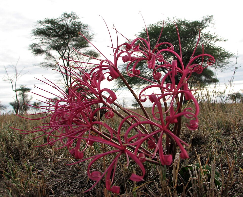 Ammocharis