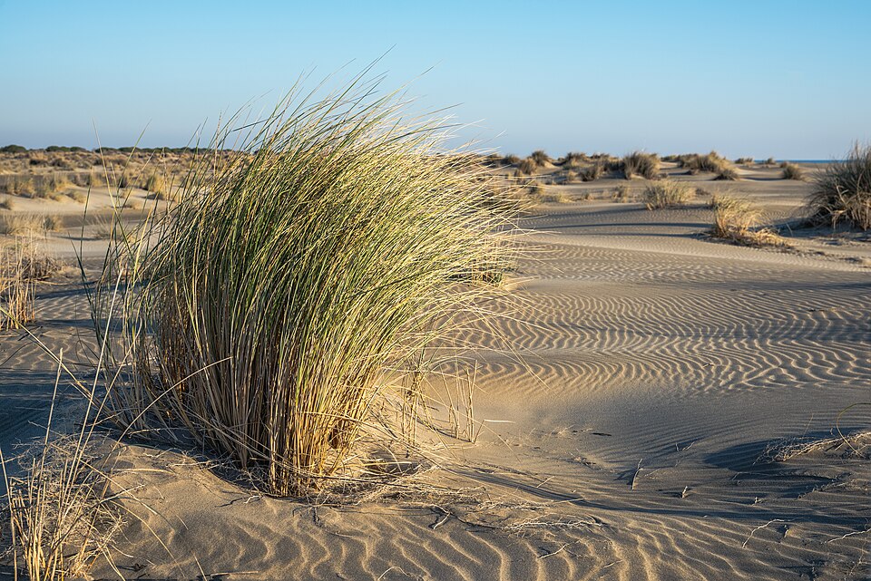 European Beachgrass