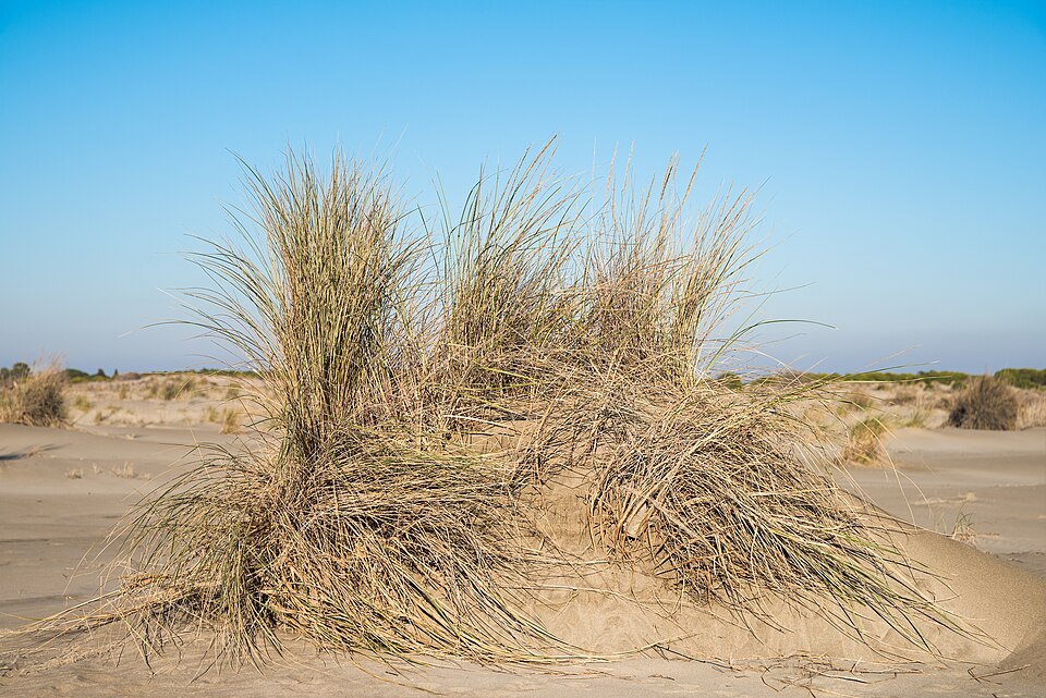European Beachgrass