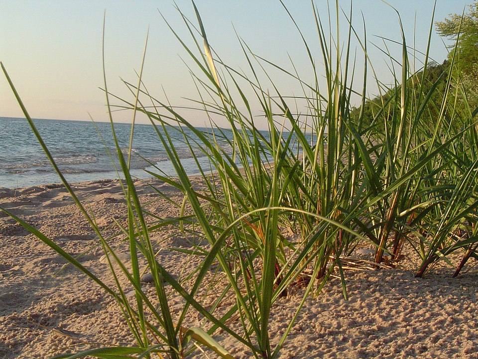 American Beachgrass