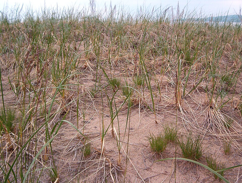 American Beachgrass