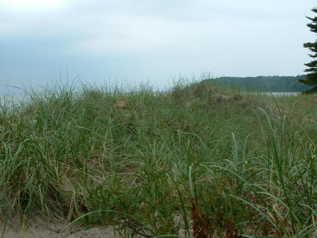 American Beachgrass