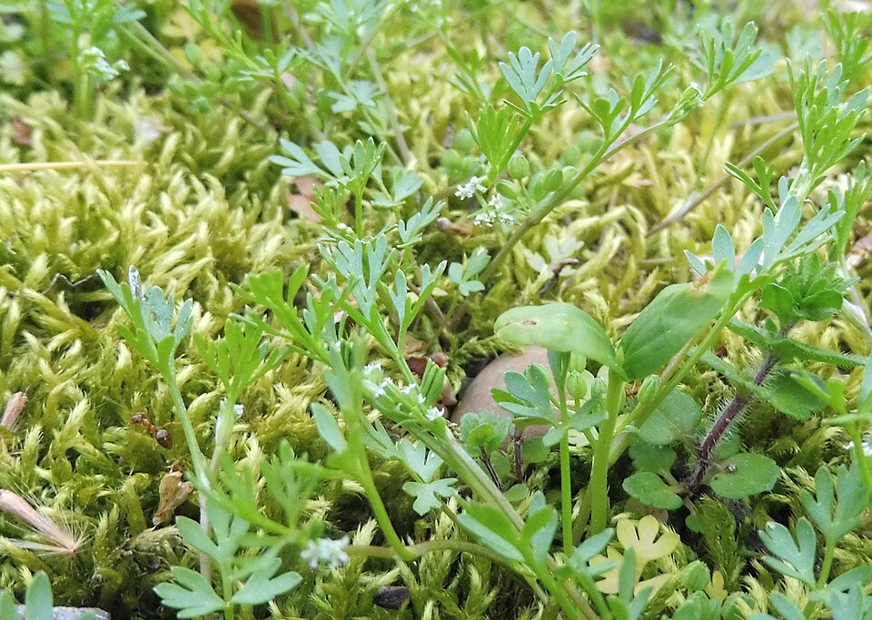 Sandparsley