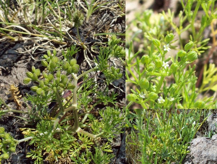Sandparsley