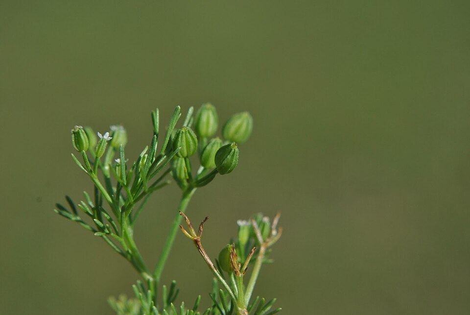 Sandparsley