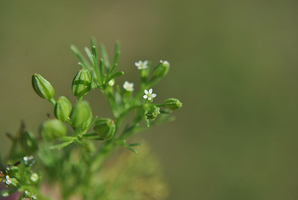 Sandparsley