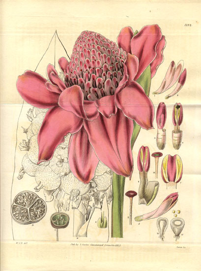 Cardamom