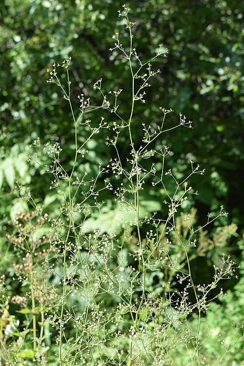 Cardamom