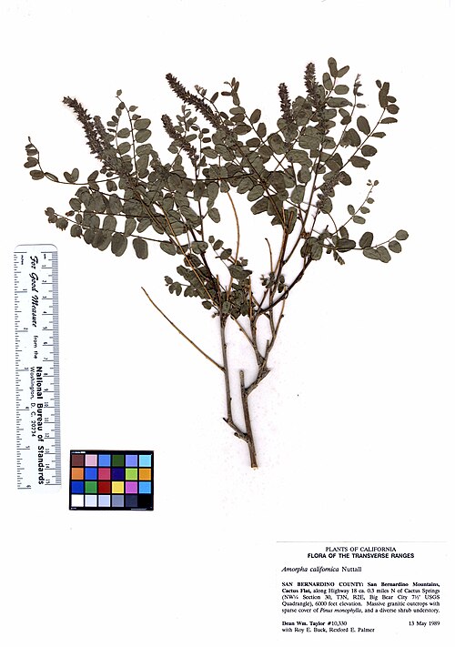 California False Indigo