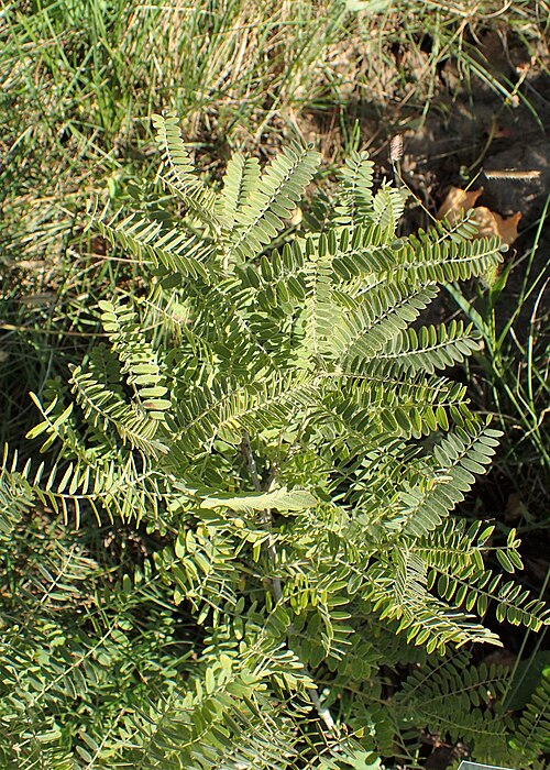 Leadplant