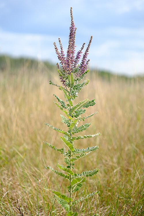 Leadplant