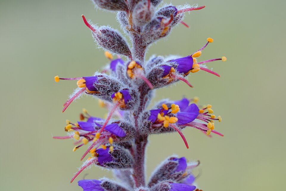Leadplant