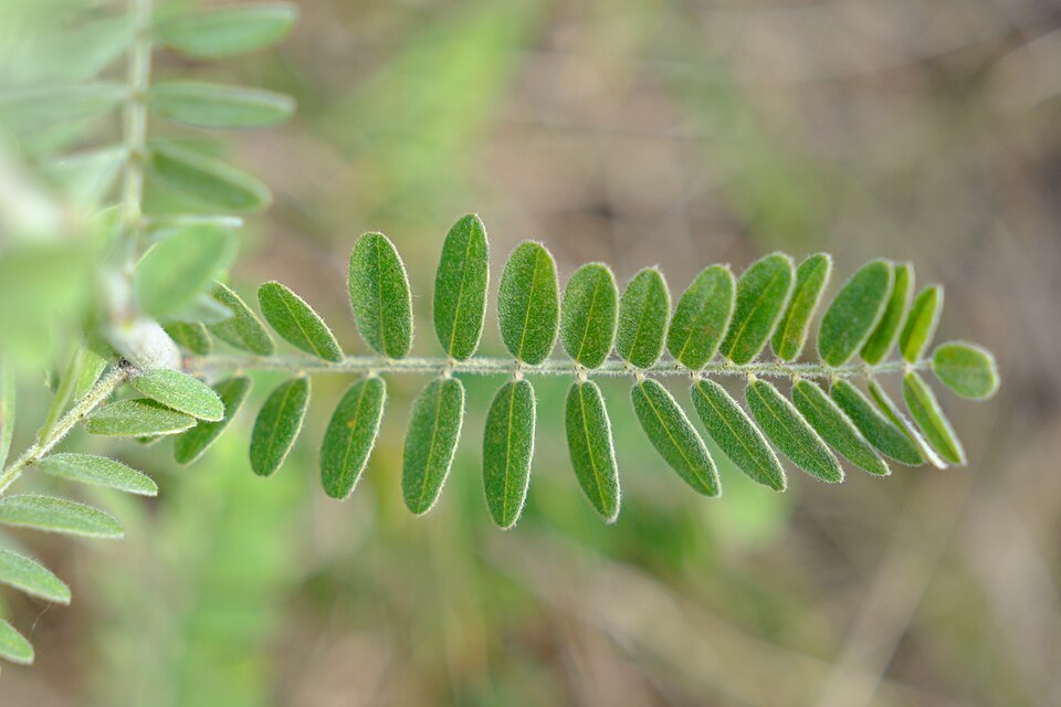 Leadplant