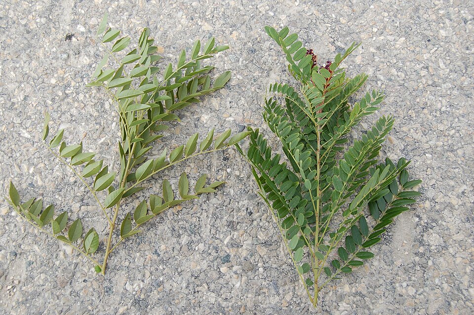 Mountain False Indigo