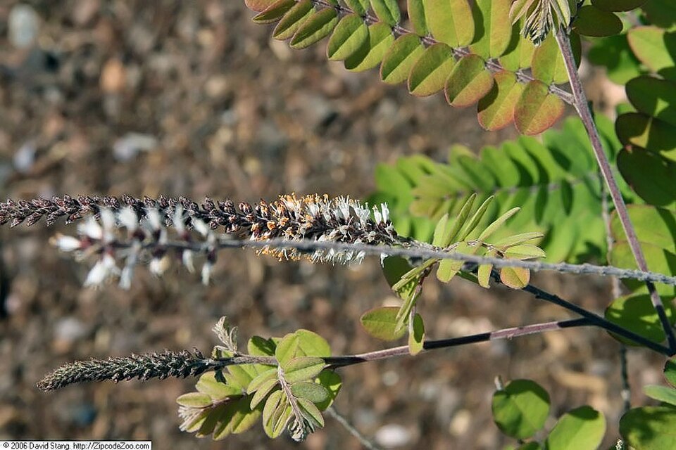 Clusterspike False Indigo