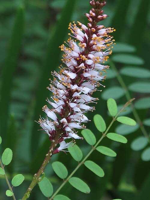 Clusterspike False Indigo