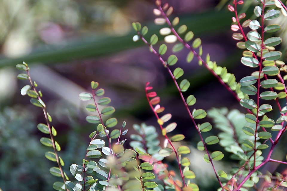 Clusterspike False Indigo