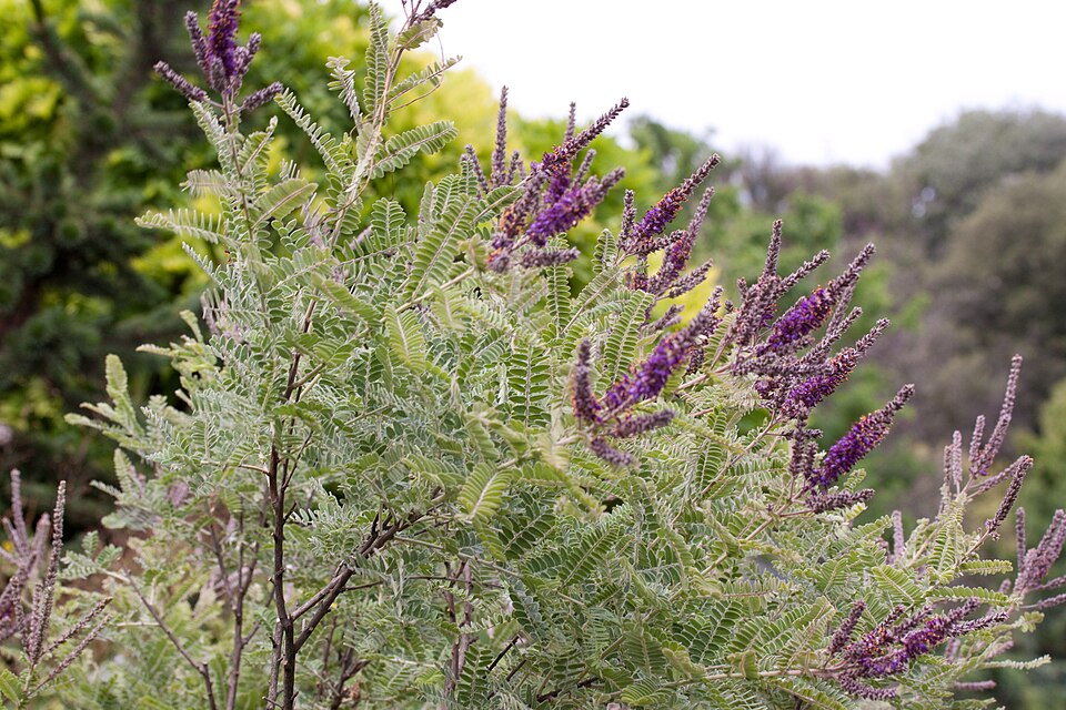 Dwarf False Indigo