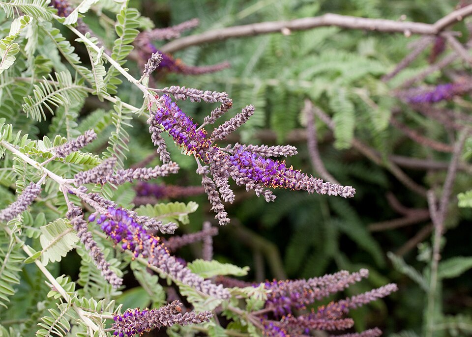 Dwarf False Indigo