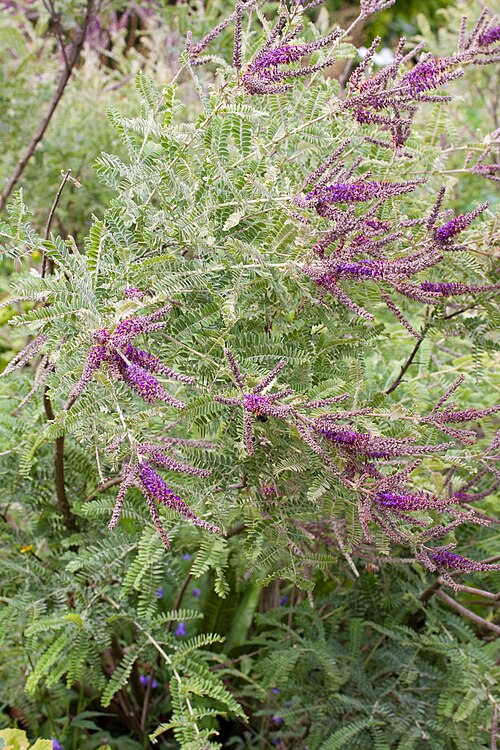 Dwarf False Indigo