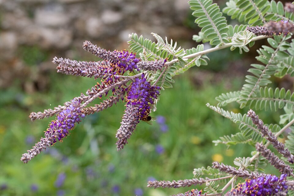 Dwarf False Indigo