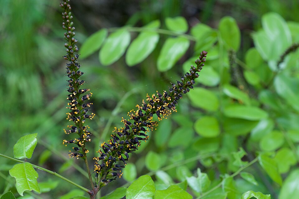 Shining False Indigo