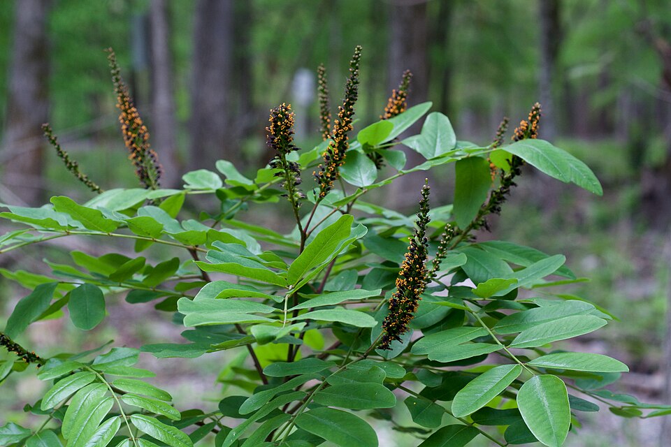 Shining False Indigo