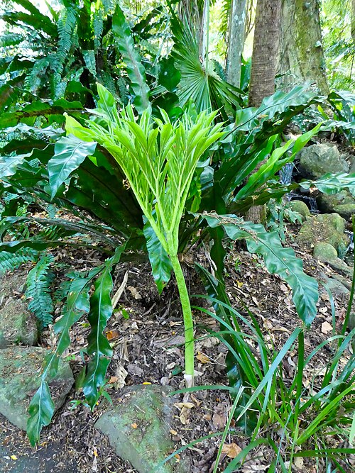Whitespot Giant Arum
