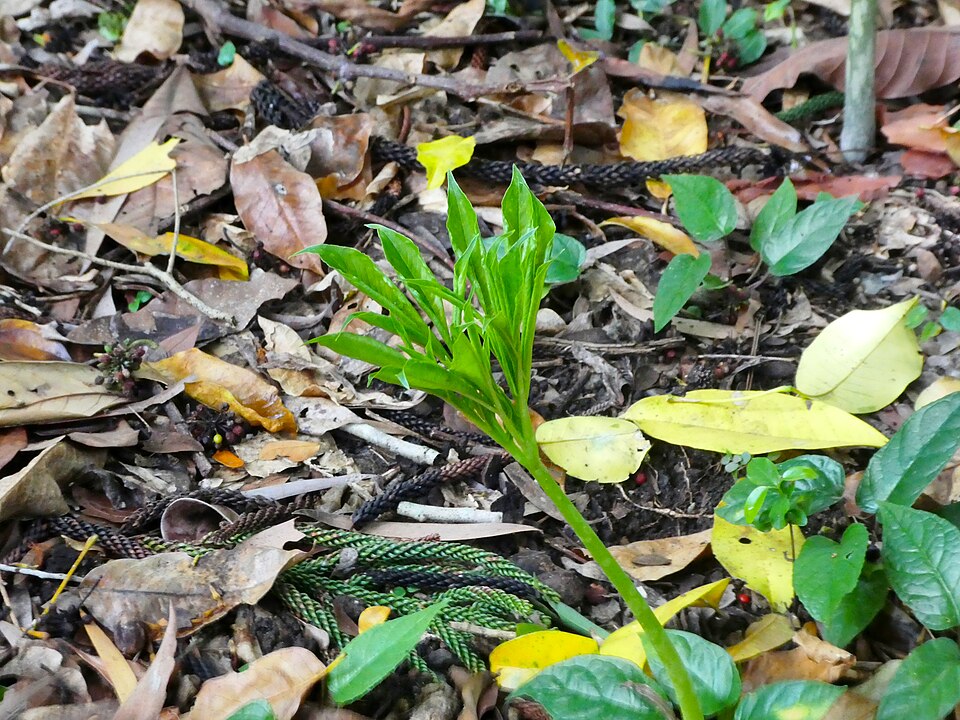 Whitespot Giant Arum