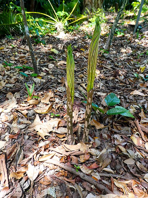 Whitespot Giant Arum