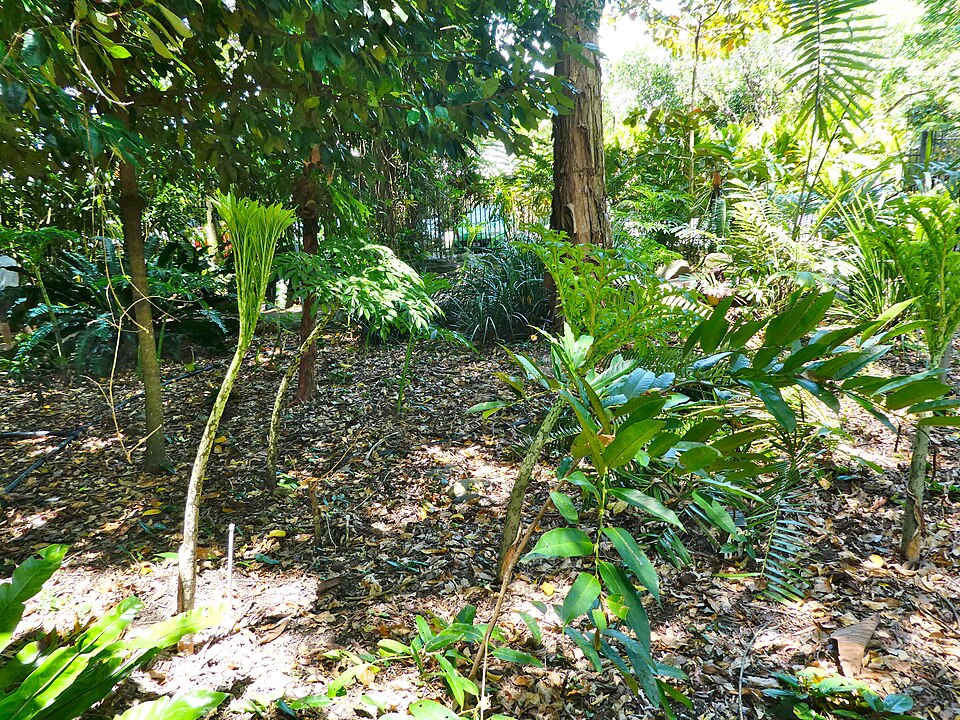 Whitespot Giant Arum