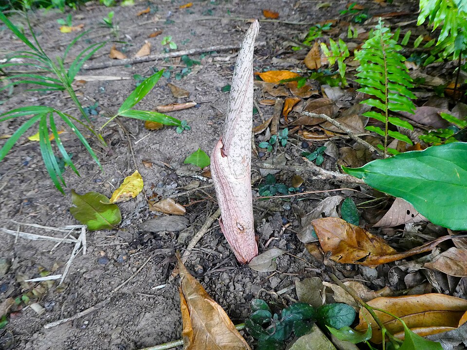 Whitespot Giant Arum