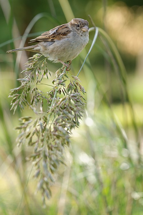 Mauritanian Grass