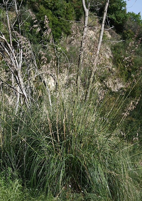 Mauritanian Grass