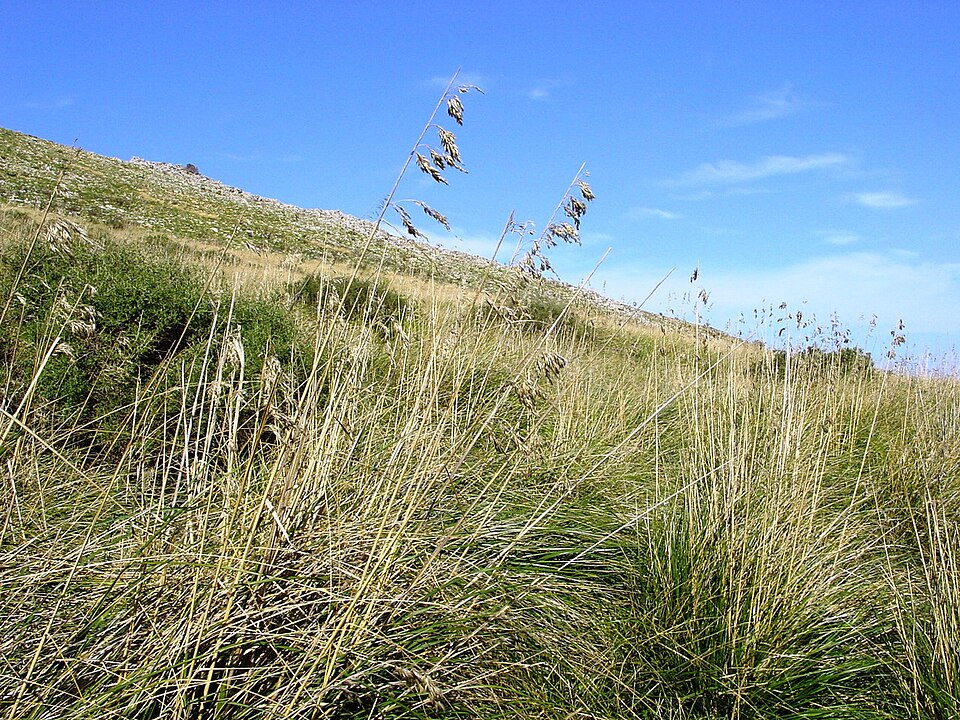 Mauritanian Grass