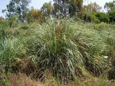 Mauritanian Grass