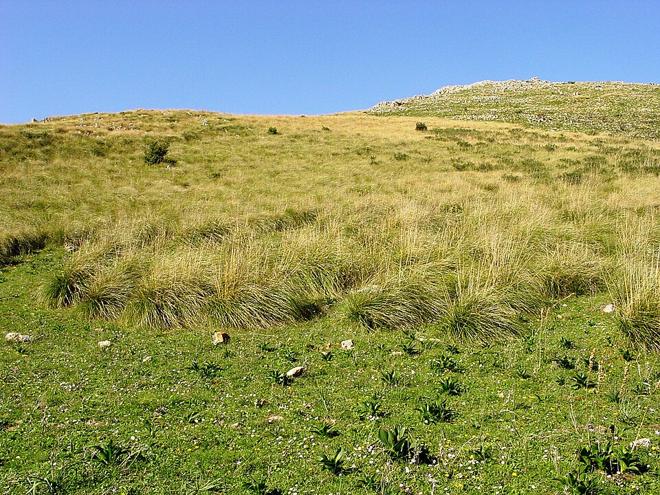 Mauritanian Grass