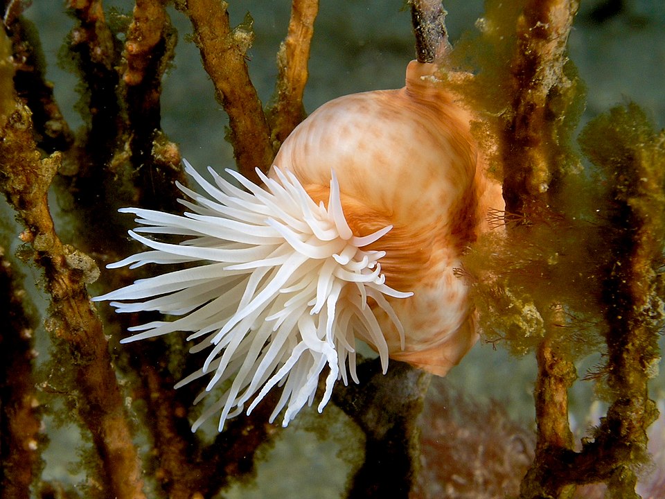 Amphianthus