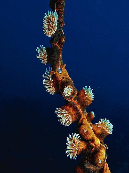 Amphianthus