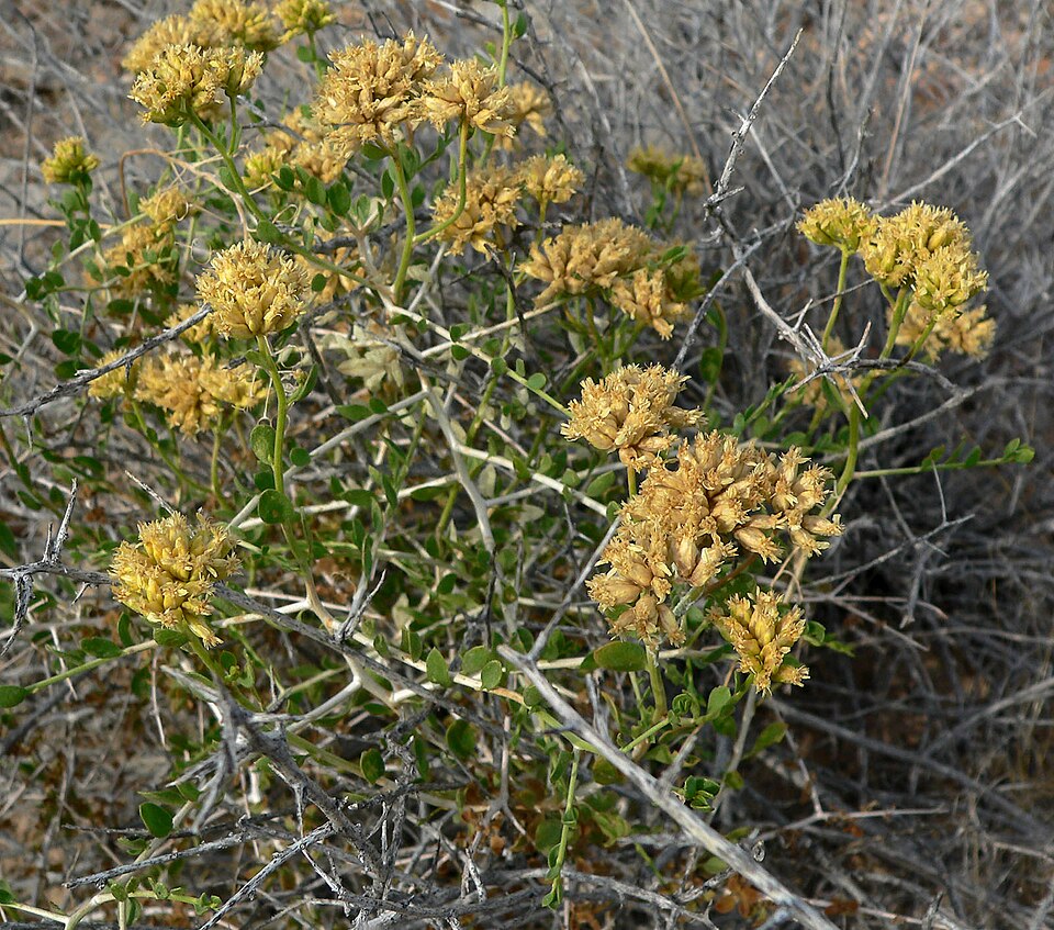 Chaffbush