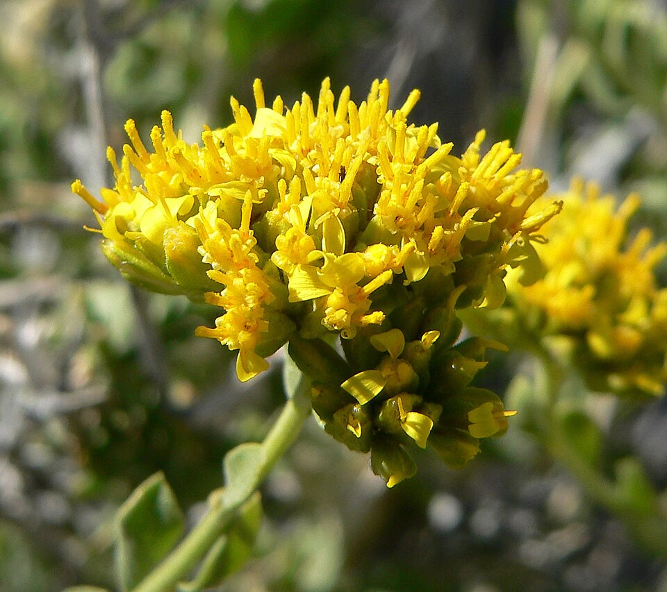 Chaffbush