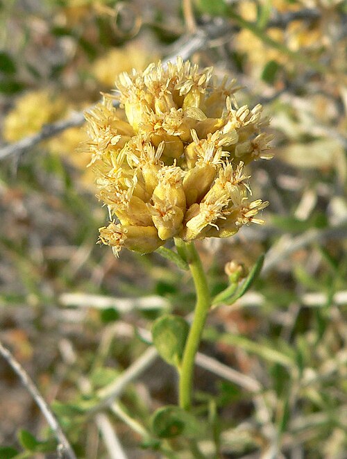 Chaffbush