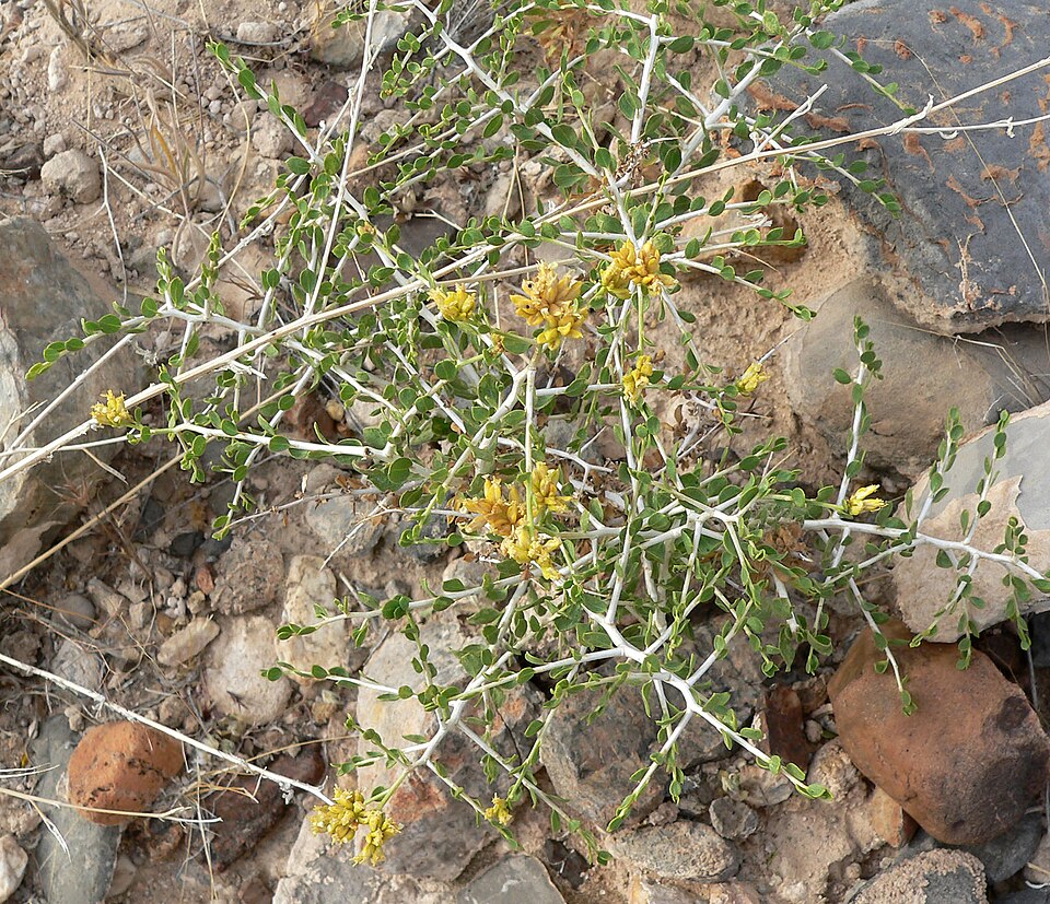 Chaffbush