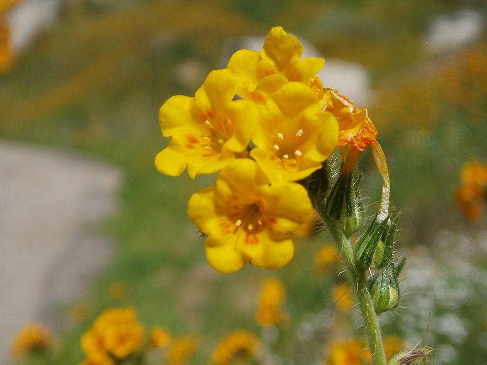 Fiddleneck
